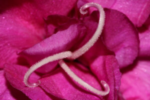 Pink Flower Macro382979121